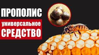 Кусочек прополиса каждый день – какая польза для организма