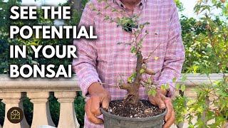 How to Start Maple & Elm Bonsai from Nursery Trees