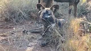 Wild dogs have no idea they are being stalked by a bigger predator