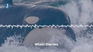 Listen to these Orca whales imitate human speech