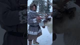 Корми правильно если встретишь оленя