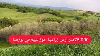 75.000متر ارض زراعية أشجار جوز #في #بورصة