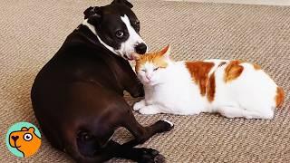 Giant Pitty Finds Stray Cat Under Car, Now They’re BFF’s | Cuddle Buddies