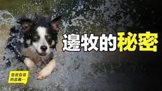 邊境牧羊犬：為什麼聰明到可怕？為什麼如此聰明卻當不了警犬？又為什麼有些邊牧看上去笨笨的？原來，這一切謎團，竟然與上帝有關……|自說自話的總裁