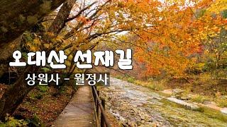 [4K] 오대산선재길 241026 이번주가 마지막 단풍기회!!