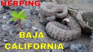 Herping Baja California -  island hopping 