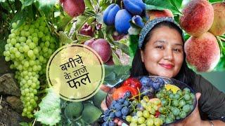 || Fresh Organic Fruits From My Farm||Plucking And Eating ( Fruit Mukbang) Kinnaur HP||