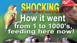 CRAZY Hummingbird Story HOW we go from 1 to 1000 DIY RECIPE Feeder Nest Solar Fountain Garden Plants