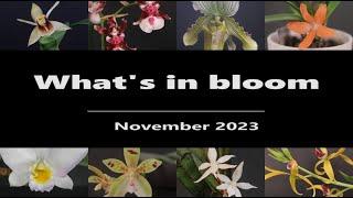 What's in Bloom - Orchids // November 2023