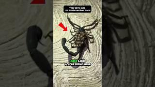 Scorpion Venom Worth Millions! Why??