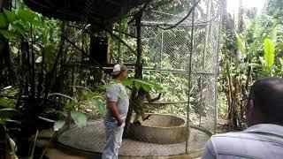 Spider monkey at  amazon rescue center