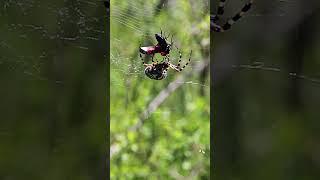 Spider Hunting #spider #hunt #web #insect #forest #jungle #daytime #noon #nature #wildlife HA28891