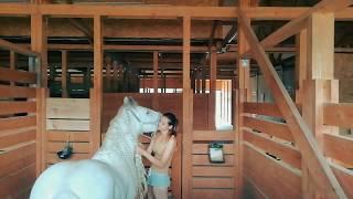 Титанические нежности. Gypsy cob stallion grooming