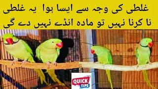 Breeding Tips Ringneck Parrots Raw parrots |Mistake In Parrots Breeding