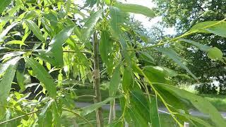 Salix caprea L. x Salix chlorostachya (Salix boganidensis) x Salix serotina (Salix viminalis L.)