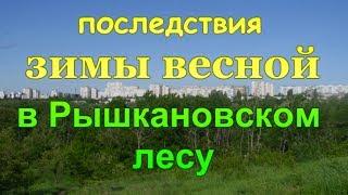Последствия зимы весной в Рышкановском лесу . Молдавия .