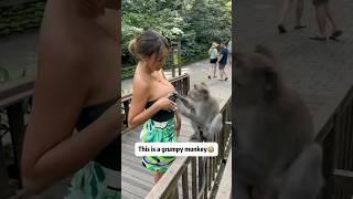 Funny monkey  #funny #funnyvideo #monkey #funnymonkey #shorts