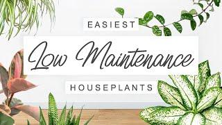 Easy Care, Low Maintenance Houseplants  EASIEST Unkillable Indoor Plants For Beginners! 