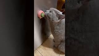 Mint Rivalry Secret: Sylvester vs. Mint