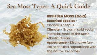 The Magic of Sea moss: dr. Sebi’s Secret