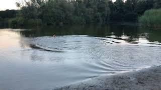 Labradoodles love the water #shorts #dog #dogs #funny #doglover