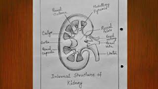 How to draw a Kidney / internal structure of kidney drawing / kidney diagram drawing / step by step