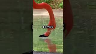 AMAZING Facts About The American Flamingo! #facts #animals #flamingo