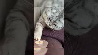 funny moments cats 2022/momente amuzante cu pisici 