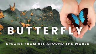 Most Stunning Butterflies from Around the World! | Rare & Beautiful Species