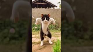 Cat dance #cet#cute