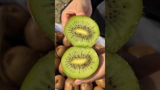 Kiwi fruit harvesting from farmers and cutting skills so fresh #2024 #fruit #harvest #kiwi