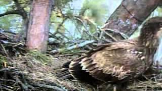 Juvenile Bald Eagle Returns to Nest....Briefly