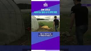 경북 성주군, 버려지는 참외 수거 대책 마련 # 대구MBC