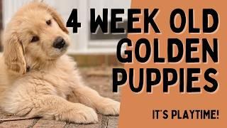 4 Week Old Golden Retriever Puppies Playing Outside ~ Liberty Golden Retrievers