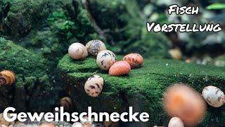 Geweihschnecke - Clithon sp. | Liquid Nature