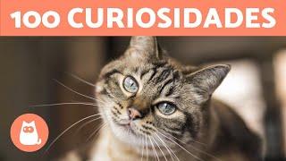 100 CURIOSIDADES sobre los GATOS que te sorprenderán 