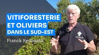 Vitiforesterie dans le Gard : haies, arbres intraparcellaires, îlots de biodiversité, F Renouard