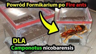 Powrót formikarium od Fire ants dla Camponotus nicobarensis#mrówki #ants #zwierzęta #owady #poland