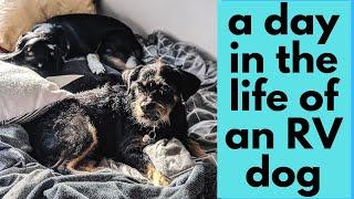 RV Life With Dogs | Full Time RVing | Traveling With Dogs
