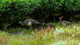 Peafowl with babies inside the tea garden | चाय बागान के अंदर बच्चों के साथ मोर