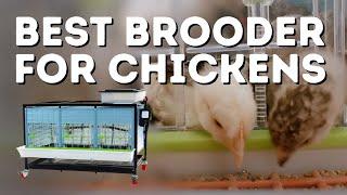 Best Chick Brooder For All Poultry! Hatching Time