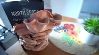 Grow Your Own Pink Oyster Mushroom Kit by North Spore Mushroom Co.