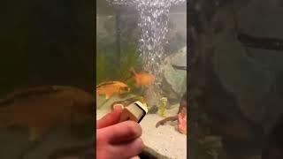 Goldfish Aquarium Reel  #shortvideo #shortreels @rockinganshul