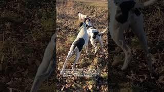 Three American-bred Pointers Pointing! RockDove.com #pointer #englishpointer