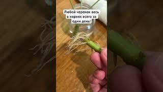 Любой черенок весь в корнях всего за один день! #черенки #черенок #укоренить #сад #огород #виноград