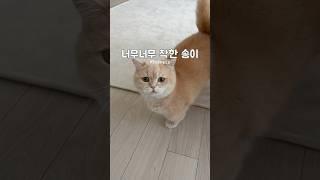 너착한거 맞지 #먼치킨#고양이#cat#munchkin