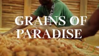 Bombay Sapphire Grains of Paradise Botanicals