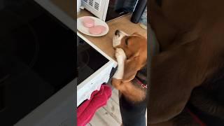 Помощник по кухне #бигльфарадэй #beagle #бигль #фарадэй #фарик #бигльфарик