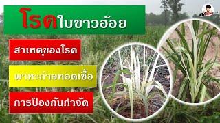 โรคใบขาวอ้อย สาเหตุของการเกิดโรค พาหะถ่ายถอดเชื้อ วิธีการป้องกันและการกำจัด