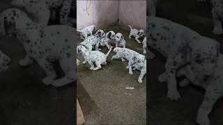 Dalmatian Puppies Available | More Details On My Description.#trendingshorts#trending#dalmatian#dog